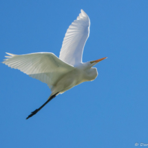 Great Egret in Flight-05