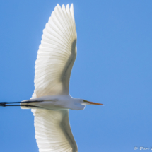 Great Egret in Flight-06