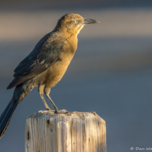 Great-tailed Grackle-Female-01