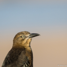 Great-tailed Grackle-Female-02