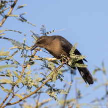 Great-tailed Grackle-Female-04