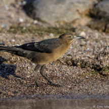 Great-tailed Grackle-Female-05