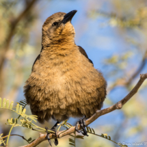 Great-tailed Grackle-Female-07