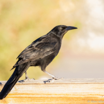 Great-tailed Grackle-Male-01
