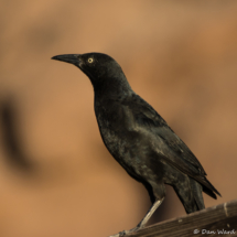 Great-tailed Grackle-Male-02