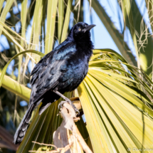 Great-tailed Grackle-Male-03