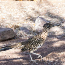 Greater Roadrunner-01