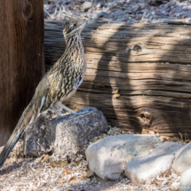 Greater Roadrunner-02