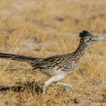 Greater Roadrunner-03