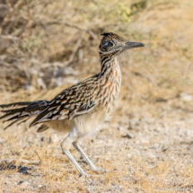 Greater Roadrunner-04