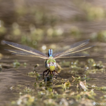 Green Darner Dragonfly-01