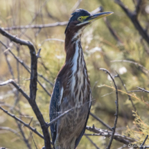 Green Heron-01