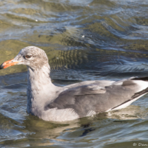 Heermann's Gull-01