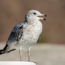 Herring Gull-03