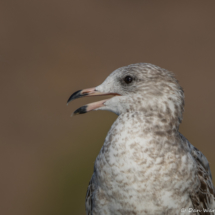 Herring Gull-04