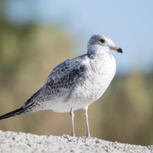 Herring Gull-06