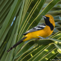 Hooded Oriole-Male-01