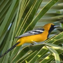 Hooded Oriole-Male-03