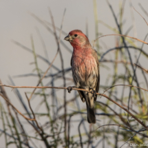 House Finch-02