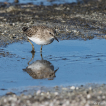 Least Sandpiper-01