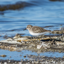 Least Sandpiper-04