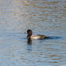 Lesser Scaup-01