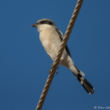 Loggerhead Shrike-01