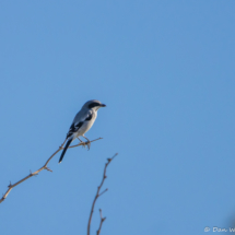 Loggerhead Shrike-01