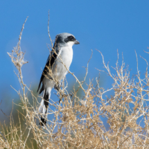 Loggerhead Shrike-03