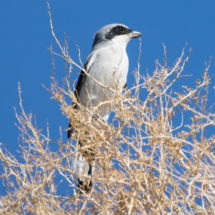 Loggerhead Shrike-04