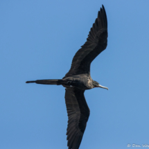 Magnificent Frigatebird-08