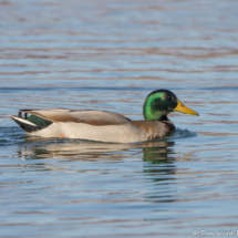 Mallard Duck-Male-02