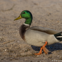 Mallard Duck-Male-03