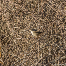 Marsh Wren-01