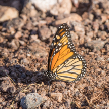 Monarch Butterfly-01