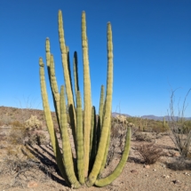 Organ Pipe Landscape-02