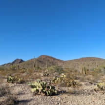 Organ Pipe Landscape-03