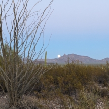 Organ Pipe Landscape-08