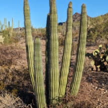 Organ Pipe Landscape-09