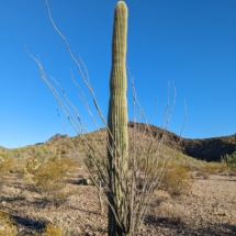 Organ Pipe Landscape-10