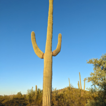 Organ Pipe Landscape-11