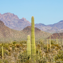 Organ Pipe Landscape-50