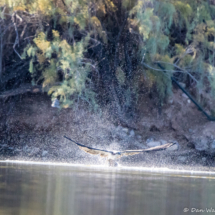 Osprey Catching Fish-01