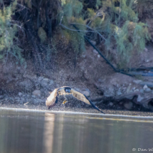 Osprey Catching Fish-02