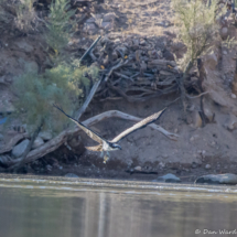Osprey Catching Fish-03