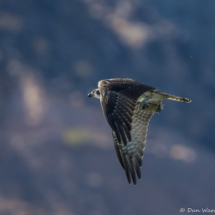 Osprey Catching Fish-04