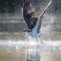 Osprey Fishing-05