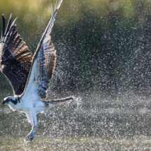Osprey Fishing-06