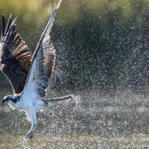 Osprey Fishing-06