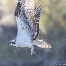 Osprey Fishing-07